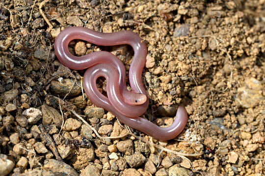 <p>Blind snakes</p><p>Very wormlike</p><p>Fossorial/burrowing</p>