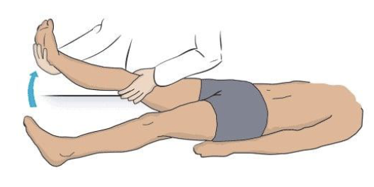 <p>sciatic N</p><p>L4-S2</p>