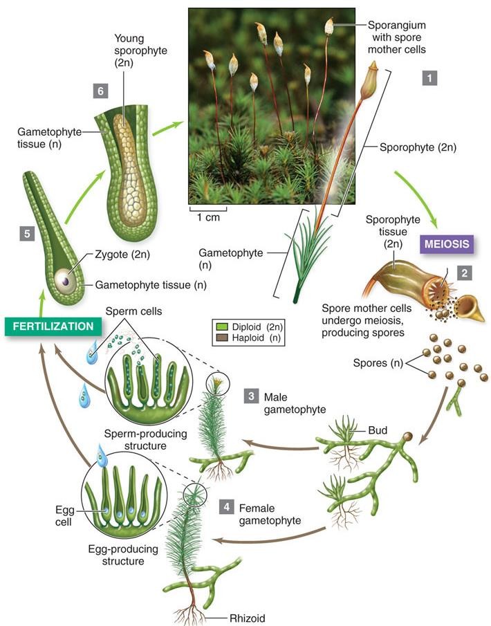 <p>Non Vascular Seedless Plants</p><ul><li><p><span><strong><em>No vascular tissue, leaves, or roots</em></strong></span></p></li><li><p><span>Short in stature, low to ground</span></p></li><li><p><span>Flagellated sperm (rely on water for repro.)</span></p></li><li><p><span>Dominant gametophyte stage</span></p></li><li><p><span>Sporophyte grows from gametophyte and stays attached&nbsp;</span></p></li></ul><p></p>