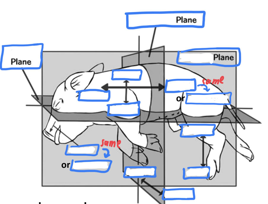 <p>anatomical plane in pig</p>