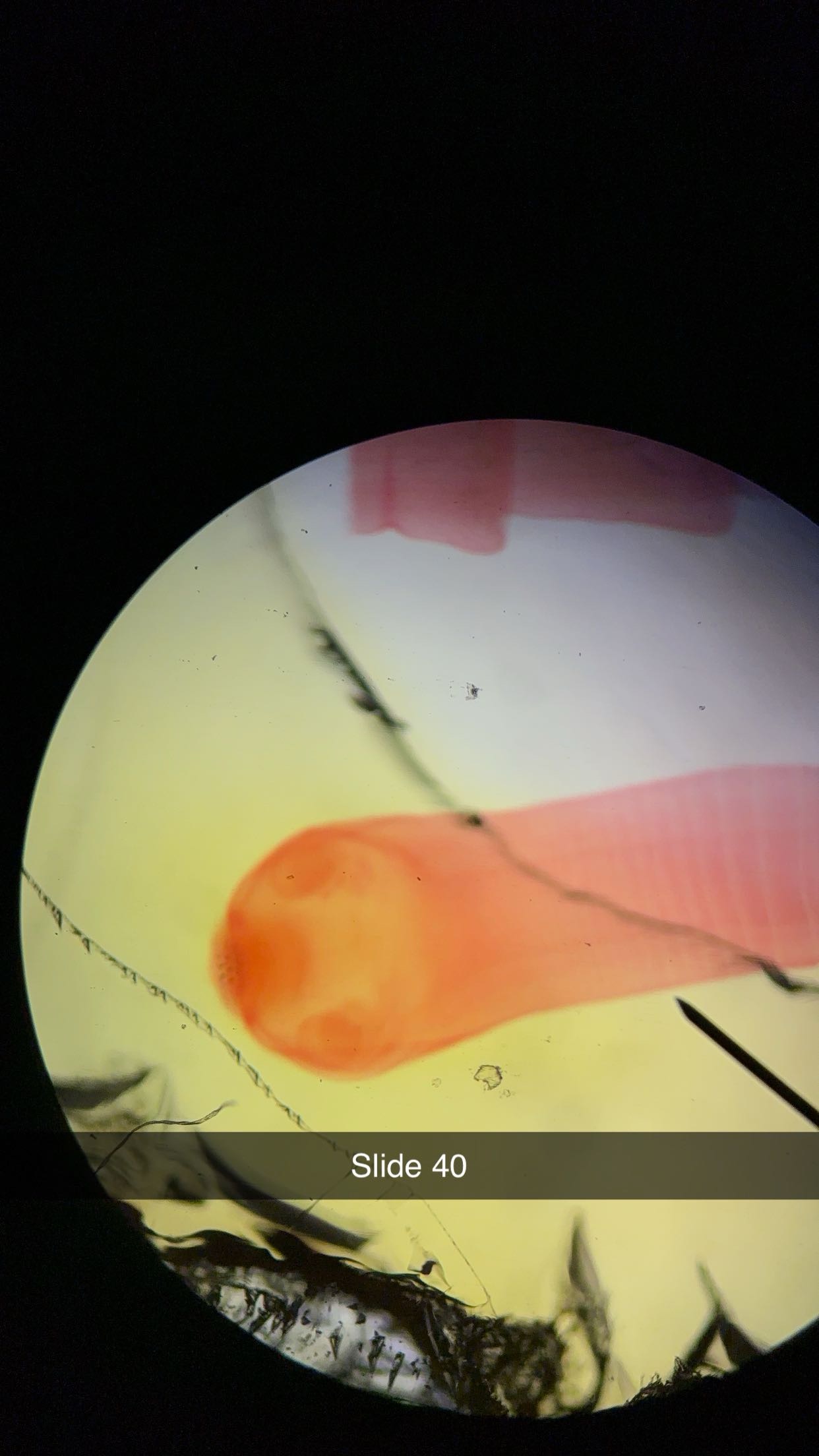 <p>genus, class, phylum, structure </p>