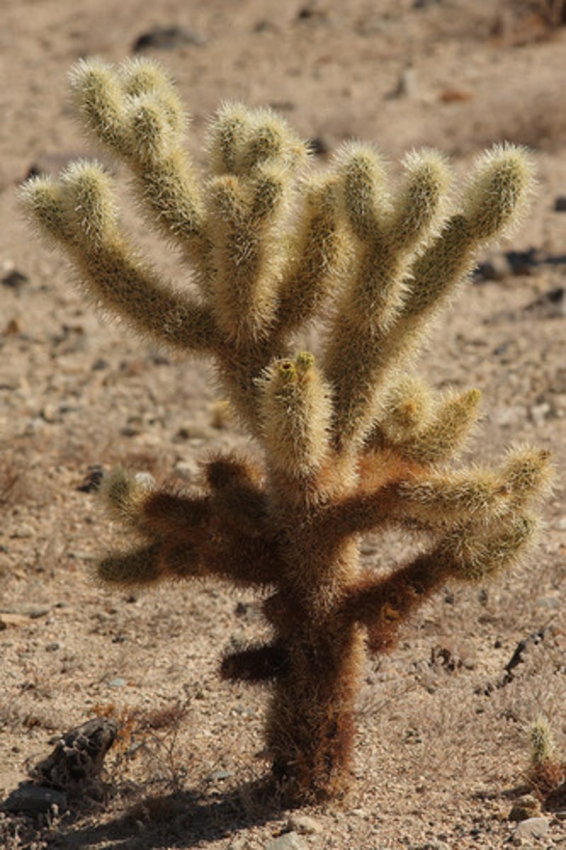 <p>Cactaceae. cholla,</p>