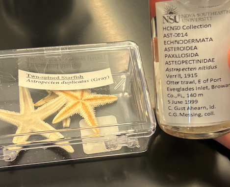 <p>Order: Paxillosida</p><p>Family: Astropectinidae</p><p>Genus Astropecten</p>