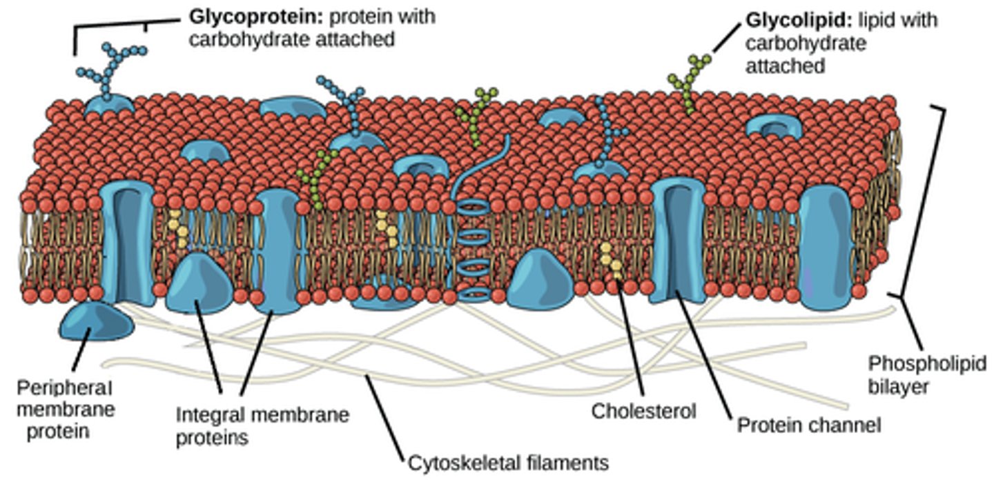 <p>1. Phospholipids: make up the majority of the cell membrane. A hydrophilic head with two hydrophobic tails.</p><p>2. Proteins: channel proteins and receptor proteins exist on/in the plasma membrane. Channel proteins allow big/polar things through that cannot pass through the membrane. Receptor proteins receive signals.</p><p>3. Cholesterol (mainly animal cells): A lipid steroid that regulates membrane fluidity, keeps from freezing at low temps, and keeps from melting at high temps.</p>