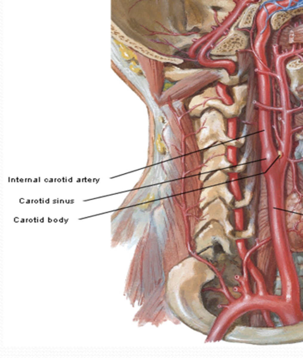 <p>What artery is the carotid body found? What is its function?</p>