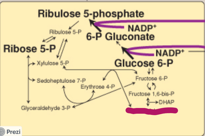 <p>Label this step of the PPP.</p>