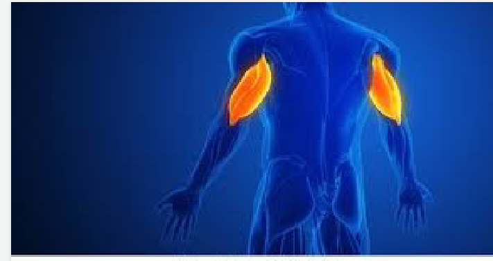 <p>upper body</p>