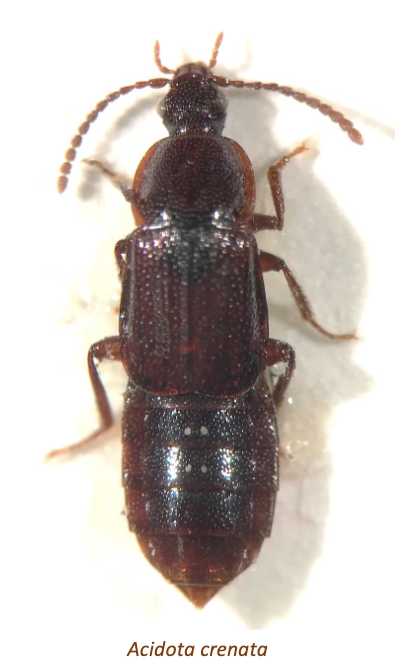 <p>rove beetles</p><ul><li><p>short elytra, flexible abdomen </p></li></ul><p></p>
