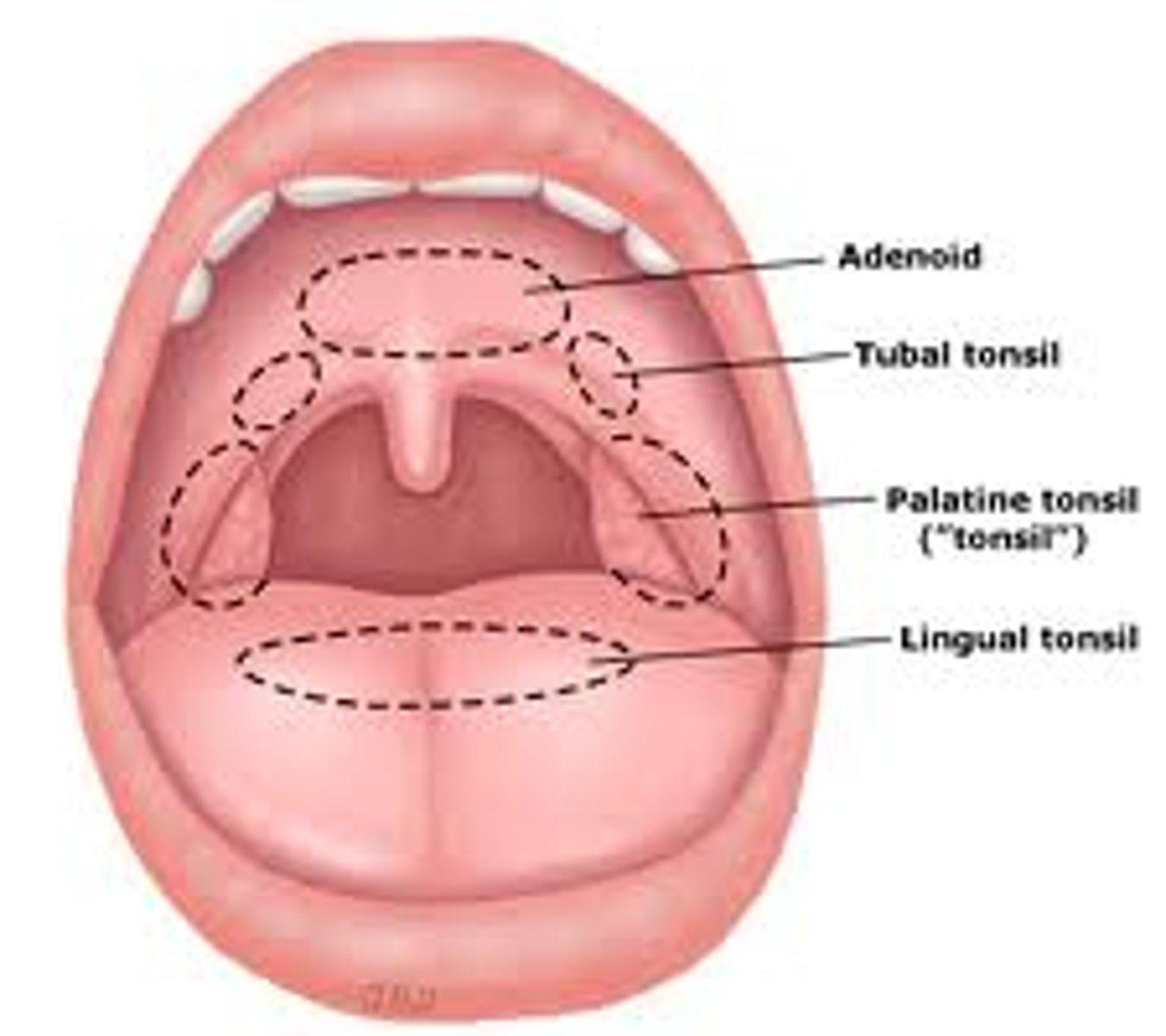 <p>the ring of lymphatic tissue formed by the two palatine tonsils, the pharyngeal tonsil, the lingual tonsil, and intervening lymphoid tissue</p>
