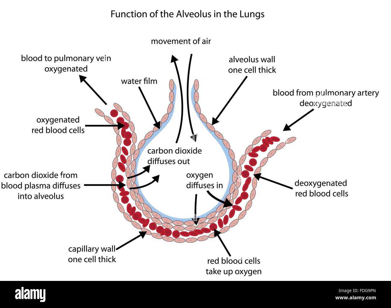 <p>Oxygen enters the blood through the thin cell wall and goes through diffusion red blood cell gives CO2, Alveolus gives 02</p>