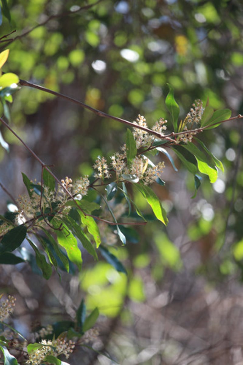 <p>what is the name of the tree pictured here (whose leaves have a delayed cherry/almond scent when crushed)?</p>