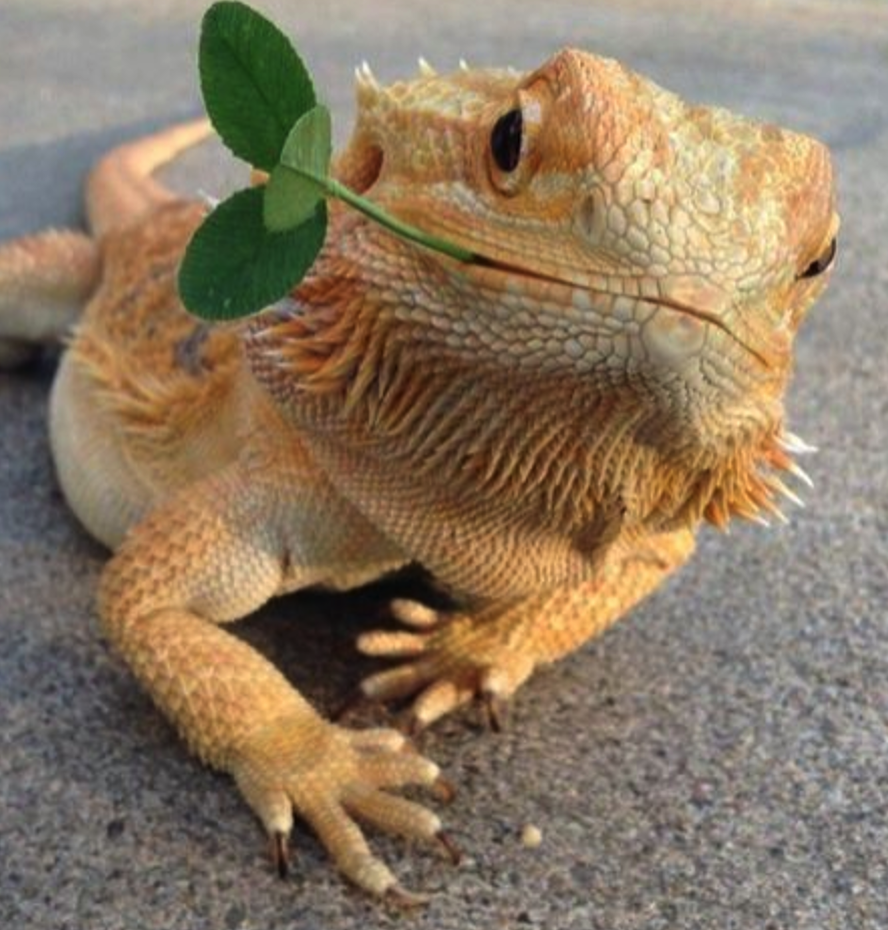 <p><span><span>• Heeft een stekelige huid en stekelige huidplooien bij de keel</span></span></p>