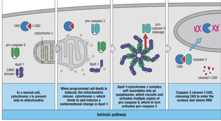 <ol><li><p>when apoptosis is induced, mitochondria release cytochrome C</p></li><li><p>cytochrome C binds to Apaf-1 causing conformational changes</p></li><li><p>Apaf-1:cytochrome C form the apoptosome whihc activated Caspase 9</p></li><li><p>Caspase 9 cleaves pro-caspase 3, which cleaves ICAD, releasing CAD to degrade DNA</p></li></ol><ul><li><p>other effector caspases are also activated and they cleave many proteins needed for cell integrity</p></li></ul><p></p>