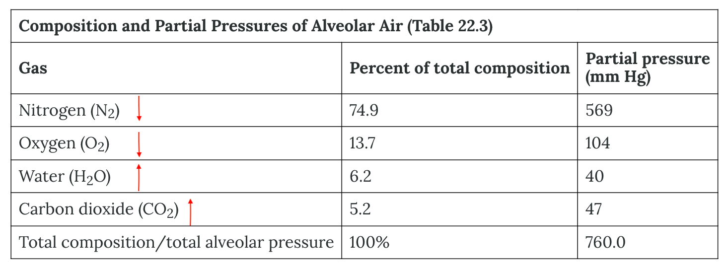 <p><strong>Alveolar Air</strong></p><ul><li><p>relative concentration of gases is N &gt; O &gt; H2O (vapor) &gt; CO2.</p></li><li><p>composition of air in the atmosphere and in the alveoli differs</p><ul><li><p>contains a greater amount of ___ and less O than atmospheric air.</p><ul><li><p>will cause oxygen to enter and carbon dioxide to leave the blood more quickly</p></li></ul></li></ul></li><li><p>The amount of water vapor present in alveolar air is ______ than that in atmospheric air</p></li></ul>