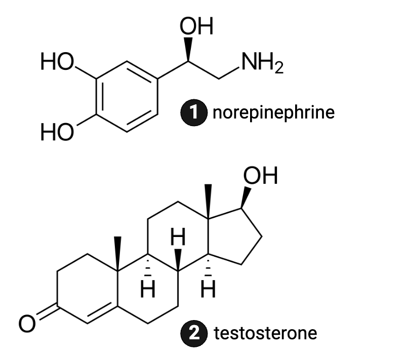 <p>Which molecule is more hydrophilic?</p><ul><li><p><span>a. norepinephrine</span></p></li><li><p><span>b. testosterone</span></p></li></ul><p></p>
