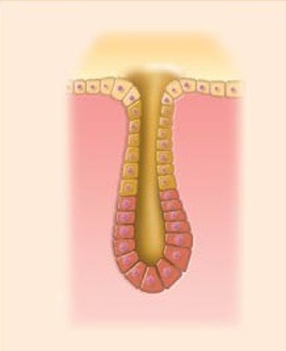 <p>Example: Intestinal glands</p>