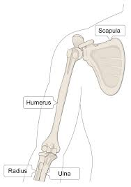 <p>The only bone of the upper arm; long bone between shoulder and elbow.</p><p></p>