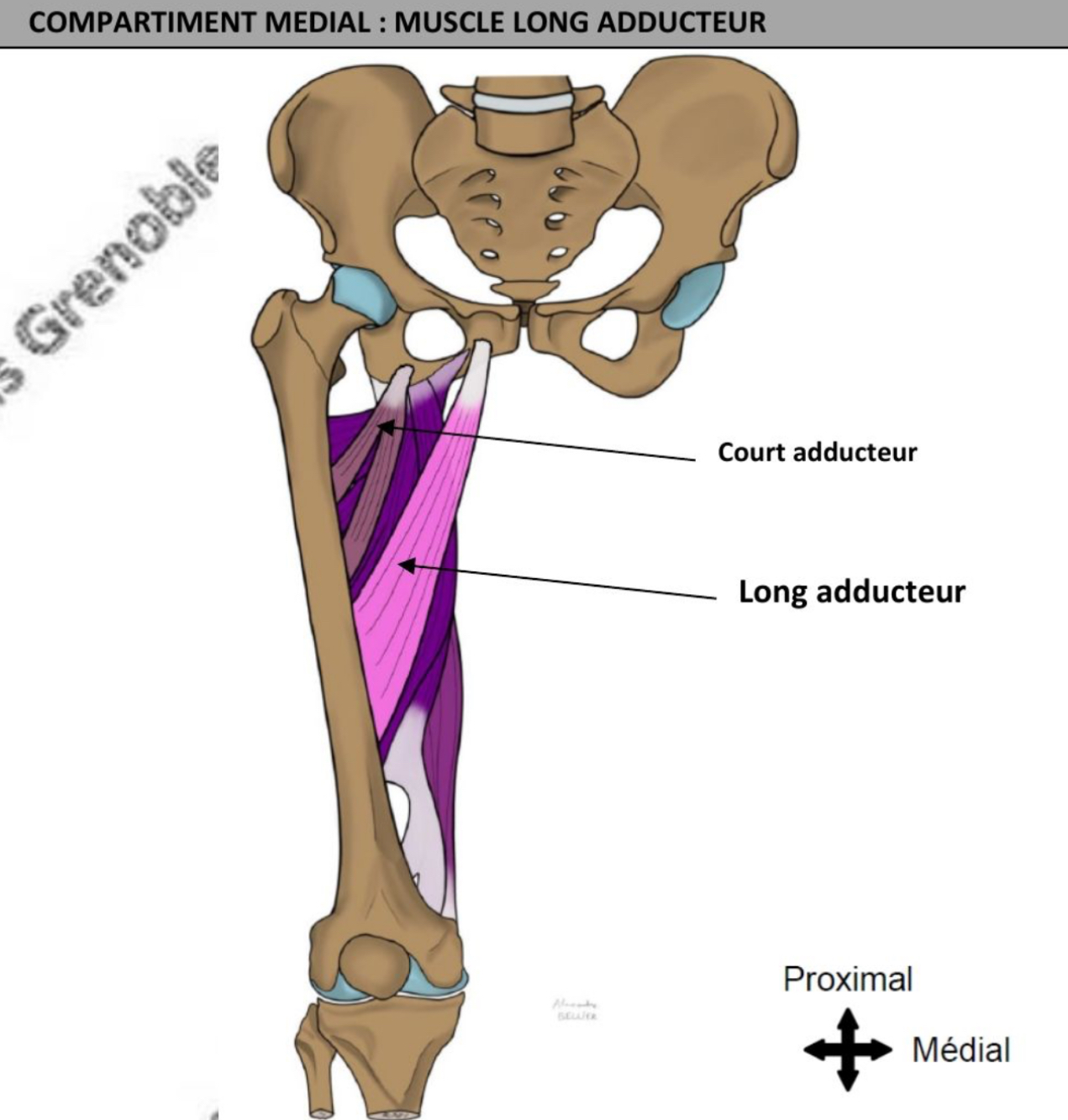 <ul><li><p>triangulaire</p></li><li><p>Oblique en bas et en dehors </p></li><li><p>Adducteur de hanche </p></li><li><p>Nerf obturateur, parfois branche du nerf fémoral </p></li></ul><p></p>