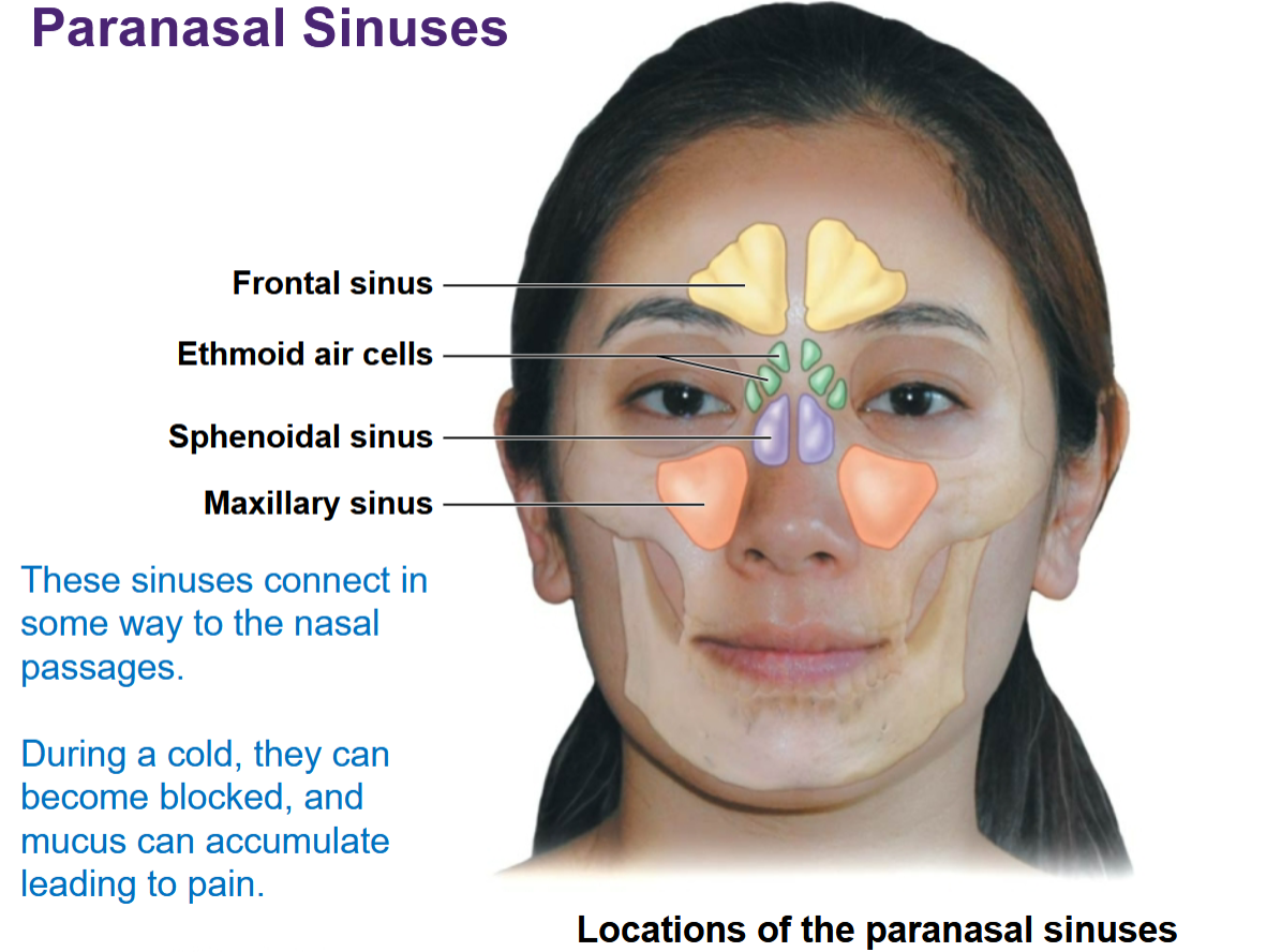 <p>Connect to nasal passages</p>