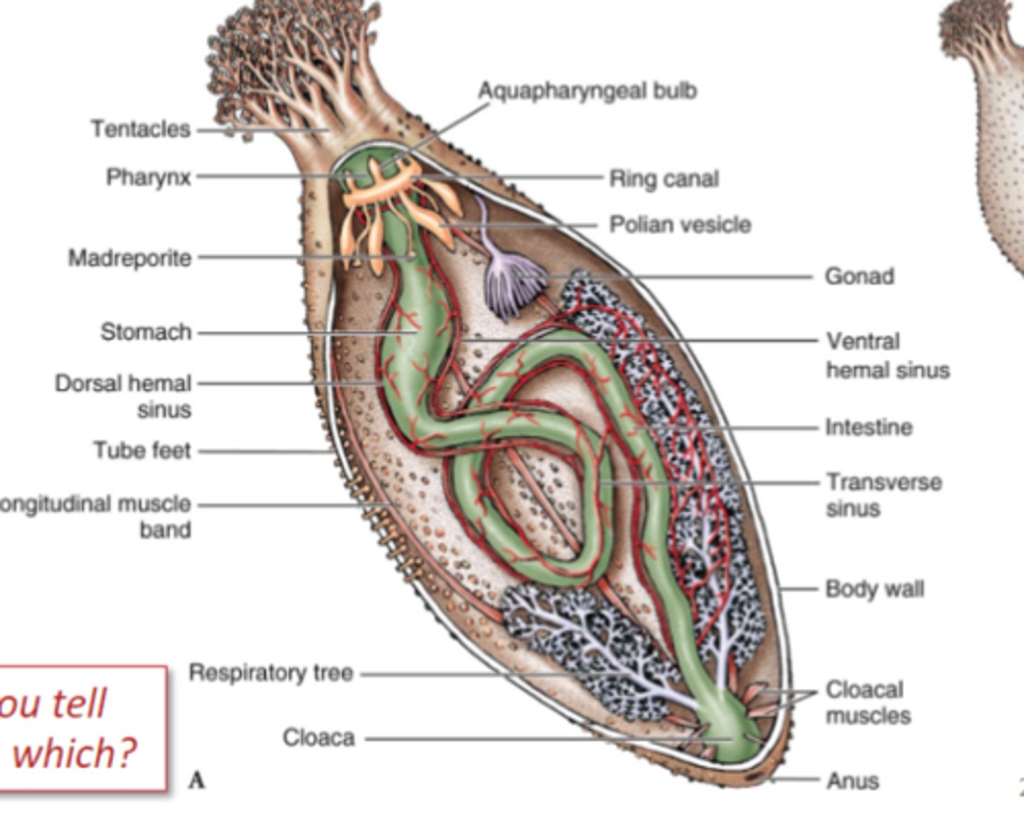 <p>sea cucumbers, elongated oral-aboral axis, reduced ossicles, oral tentacles around mouth, respiratory tree off of cloaca, breathe through anus</p>