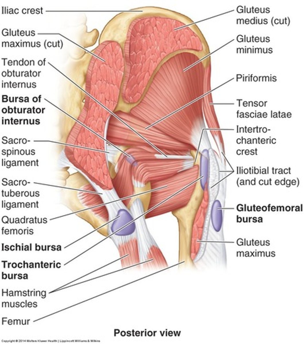 <p>O: ilium</p><p>I: greater trochanter</p><p>A: abduction of hip, assist in medial and lateral rotation of hip</p><p>N: Superior gluteal</p>