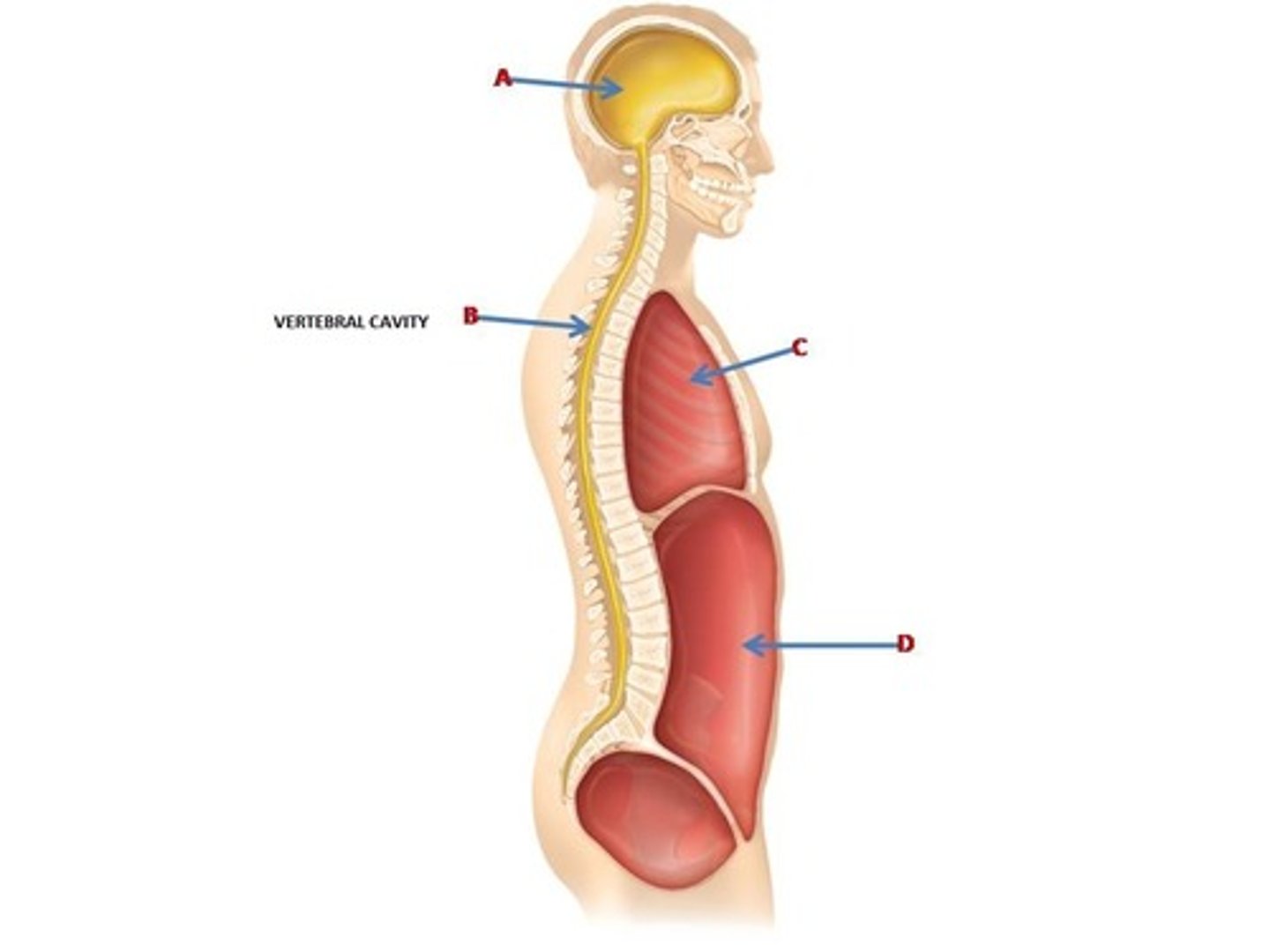 <p>Posterior cavity which holds the spinal cord.</p>