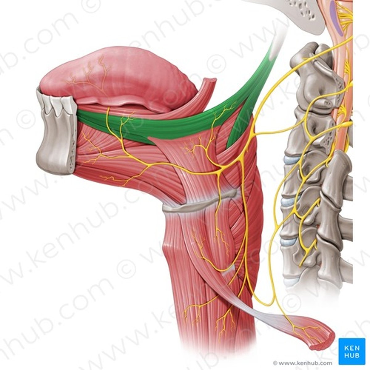 <p>Funktion: drar tungan bakåt-uppåt</p>