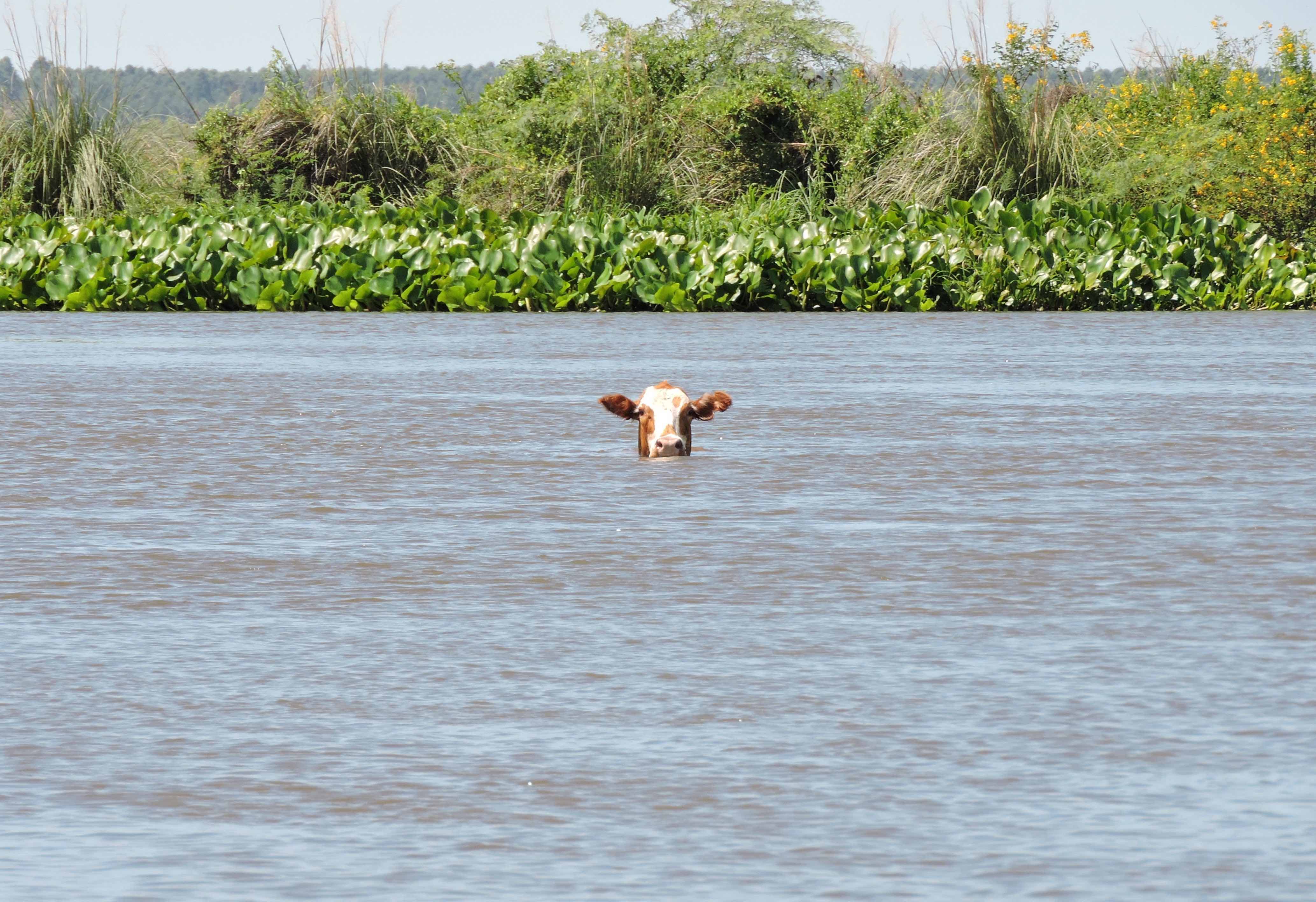 <p>Why is old meat watery?</p>