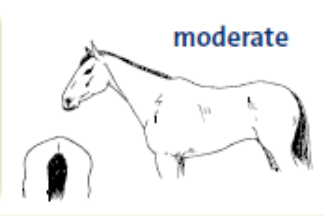 <p>features of a horse with a body condition score of 2</p>