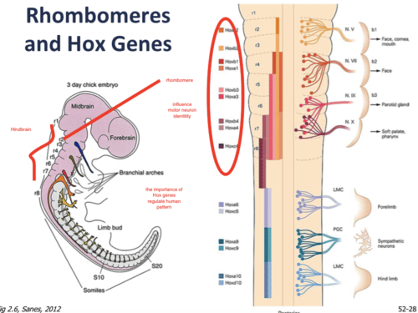 <p>A rhombomere is a transiently divided segment of the developing neural tube. The rhombomeres appear as a series of slightly constricted swellings in the neural tube, caudal to the cephalic flexure. </p><p>Textbook says: fundamental building blocks of the hindbrain, they are compartamental units that are arrayed along the rostrocaudal axis of the hindbrain. </p>