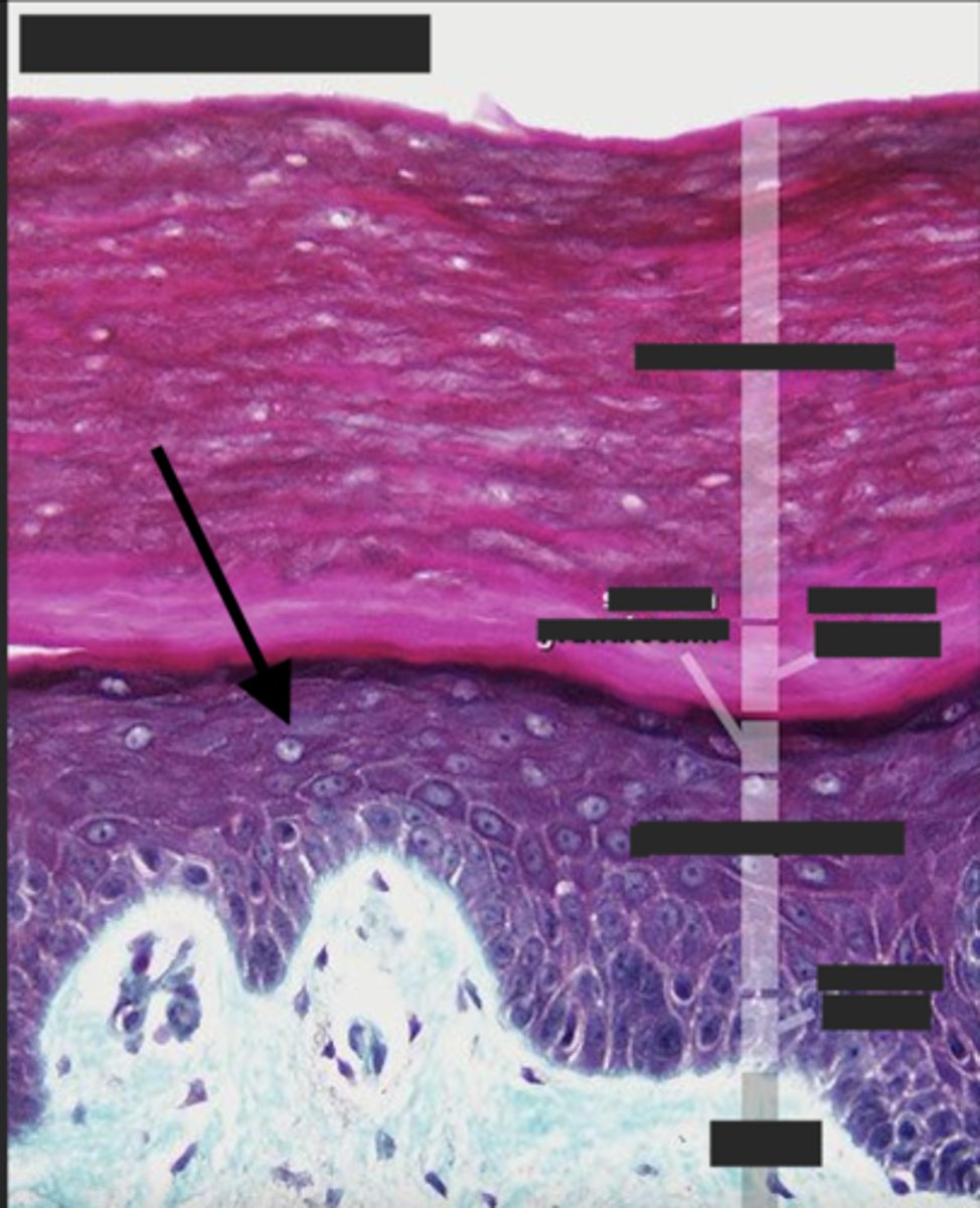 <p>What layer is the arrow pointing to?</p>