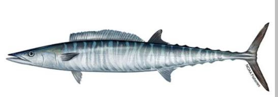 <p>Scombridae family</p><p class="has-focus">Their diet is diverse, consisting mainly of other fish and squid, and includes species like frigate mackerel, butterfish, porcupinefish, and round herring</p><p class="has-focus">long, slender, streamlined body with a pointed snout, and are steel blue on top, fading to a pale blue or silver below. They are distinguished by 25 to 30 dark, vertical, wavy bars along their sides. Very sharp teeth</p>