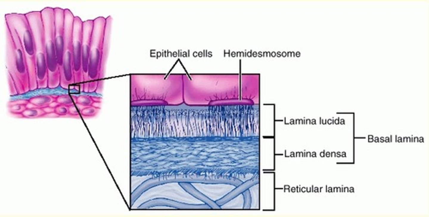 <p>A glycoprotein and collagen adhesive sheet holding epithelial cells to underlying cells.</p>