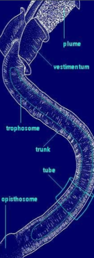 <p>Bearded tube worms </p><p> 80 Sp. </p><p> Triploblastic </p><p> Organ level </p><p> Bilaterally symmetrical </p><p> No digestive tract </p><p> All marine </p><p> 5 cm to 2 m </p><p> Tend to be deep sea </p><p> Greater than 1000 meters in depth</p>