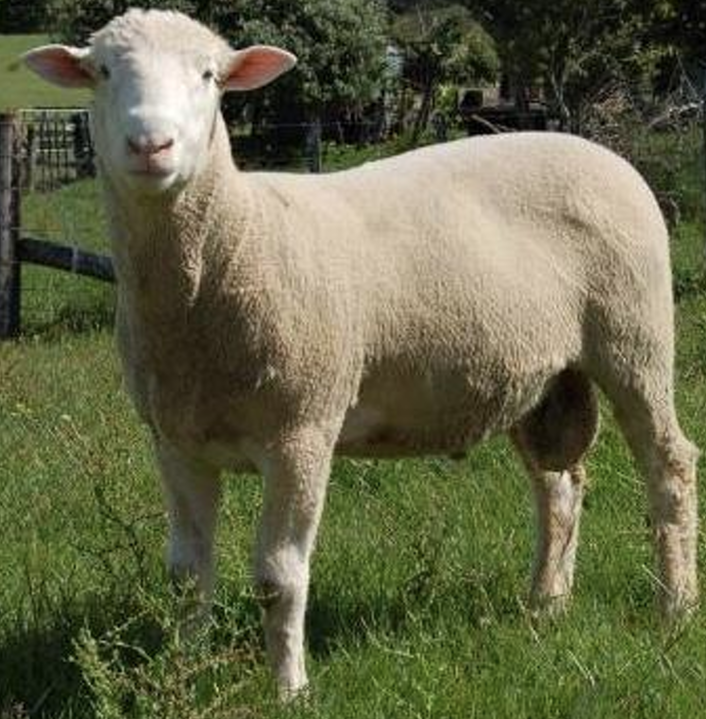 <p>What Category does this sheep belong to?</p><ul><li><p>It is a Dorset</p></li></ul><p></p>