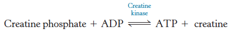 <p>Catalyzes the regeneration of ATP from creatine phosphate and ADP </p>