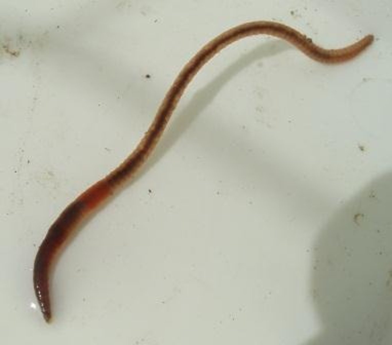 <p>worm like (no shell), segmented worms</p>