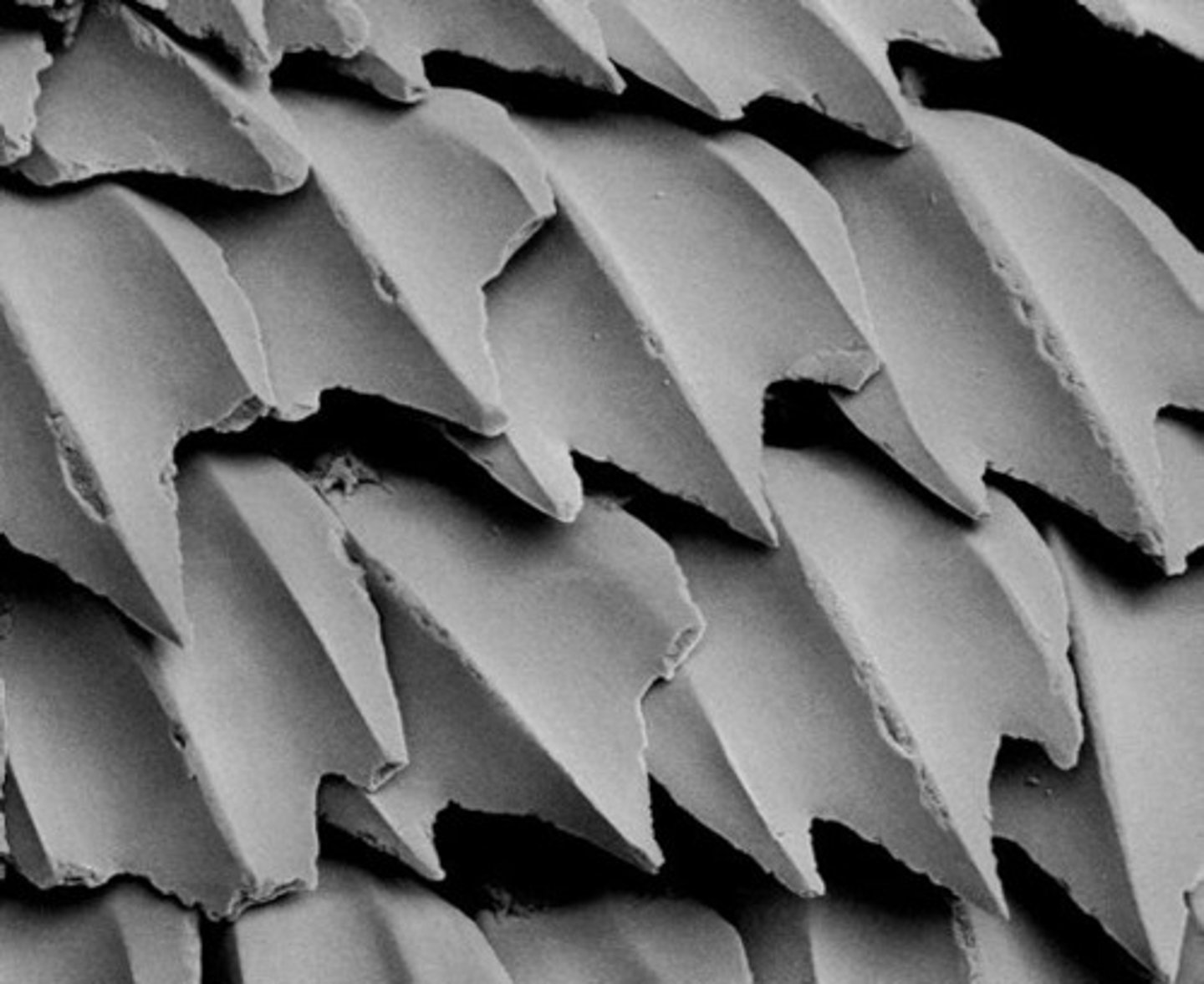 <p>small, tooth-like spines that feel like sandpaper.</p>