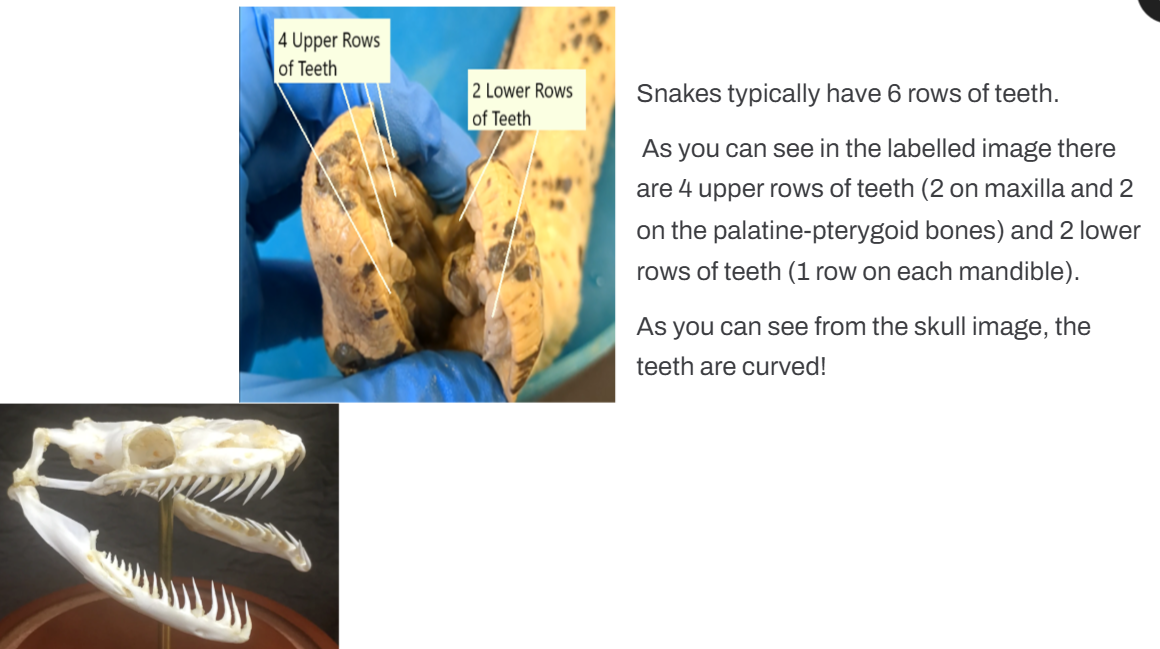 <p>6 rows of teeth - 4 upper rows &amp; 2 lower rows</p>