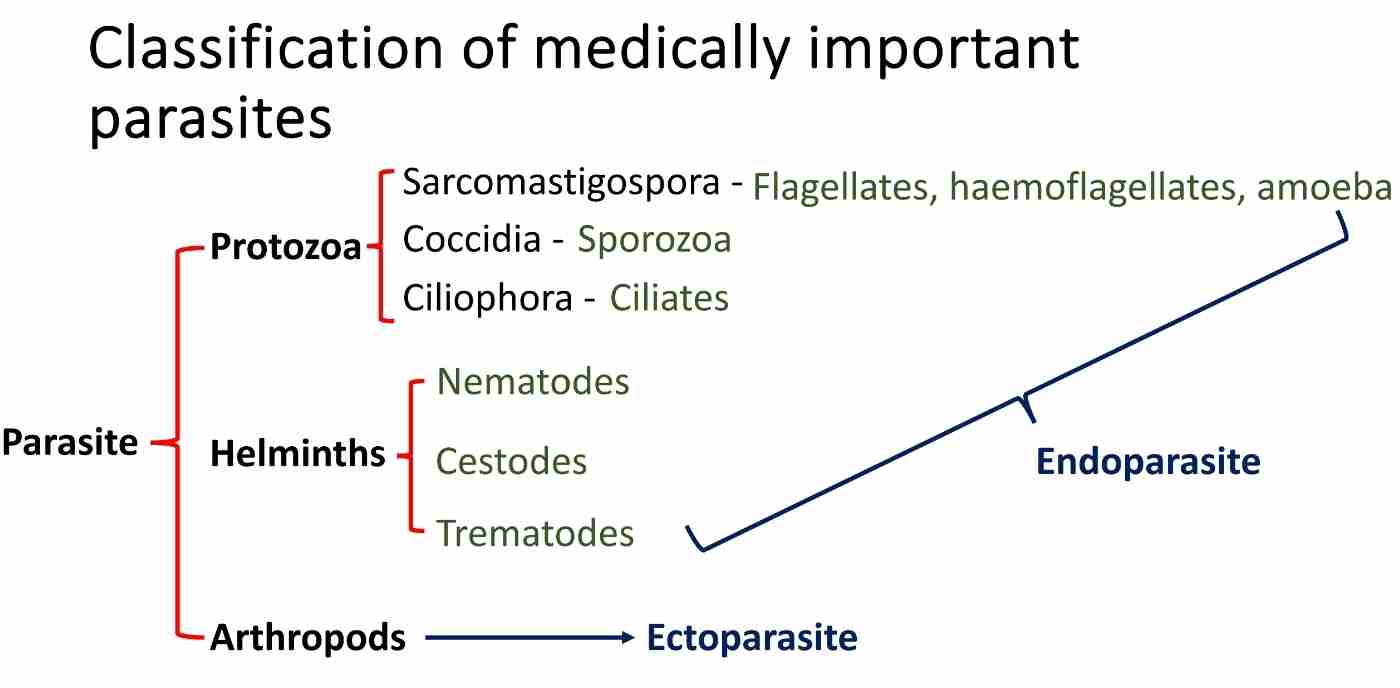 <p>Parasite </p><ol><li><p>Protozoa </p></li></ol><ul><li><p>Sarcomastigospora - flagellates, haemoflagellates &amp; amoeba </p></li><li><p>Coccidia - sporozoa </p></li><li><p>Ciliophora - ciliates </p></li></ul><ol start="2"><li><p>Helminths </p></li></ol><ul><li><p>Nematodes </p></li><li><p>Cestodes </p></li><li><p>Trematodes </p></li></ul><ol start="3"><li><p>Arthropods </p></li></ol><ul><li><p>Ectoparasite </p></li></ul>