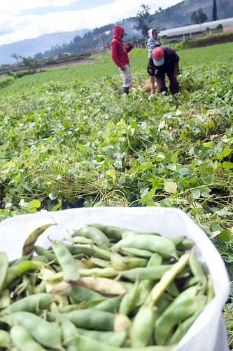 <p>to harvest, to pick</p>