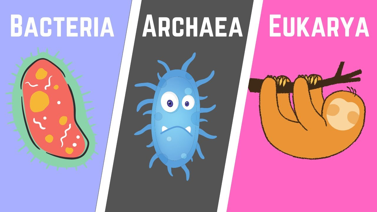 
1. Archaea: Bacteria that live in extreme environments – **NO nucleus** 
2. Eubacteria: Common bacteria – **NO nucleus**
3. Eukarya: Organisms that **HAVE A NUCLEUS!**