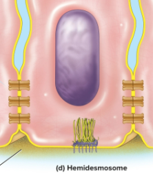 <p>Hemidesmosome</p>