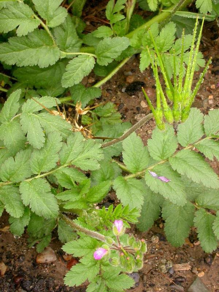 <p>Whitestem filaree (Invasive)</p>