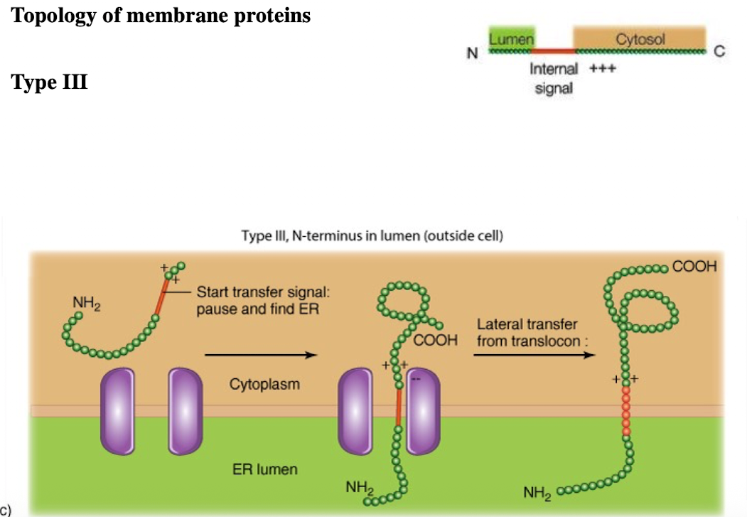 <ul><li><p>N-terminus in ER lumen</p></li><li><p>single pass</p></li><li><p>C-terminus is in cytoplasm</p></li><li><p>internal signal anchor sequence with (+) charged amino acids after internal sequence</p></li></ul><p></p>