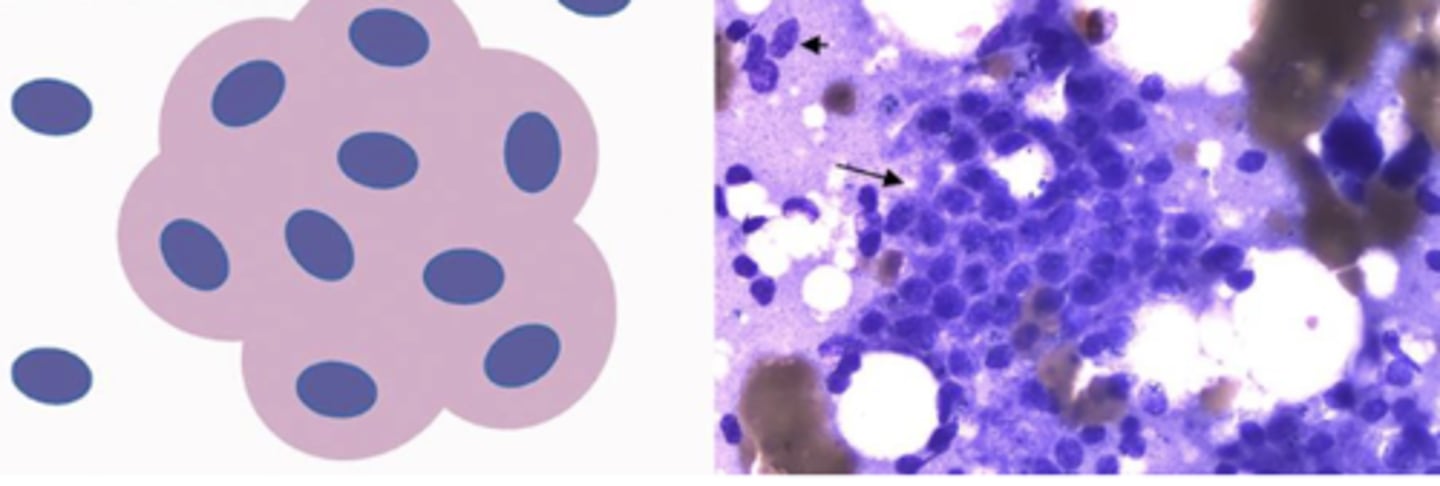 <p>What category of cells are these?</p>