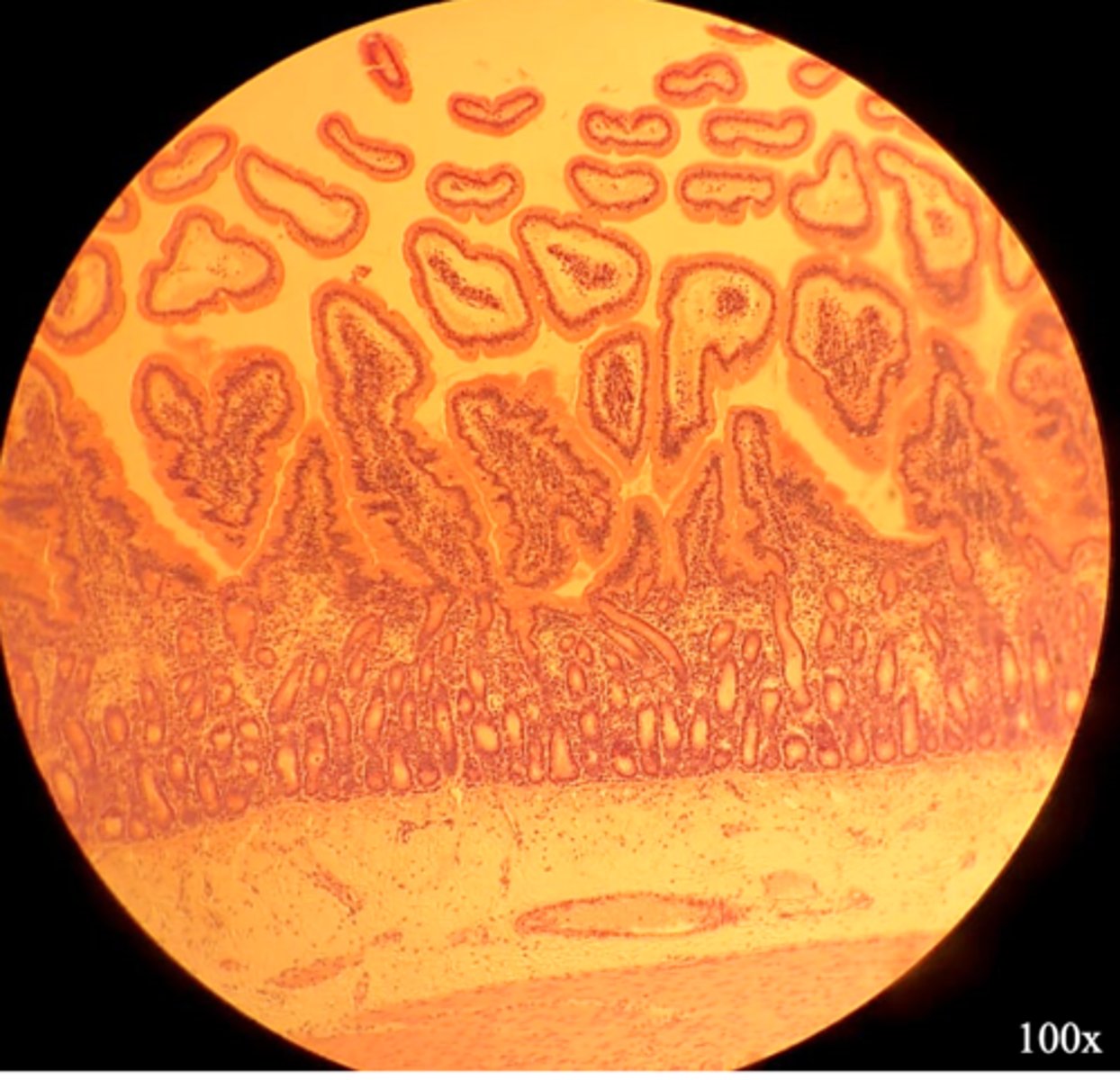 <p>What is the organ shown?</p>