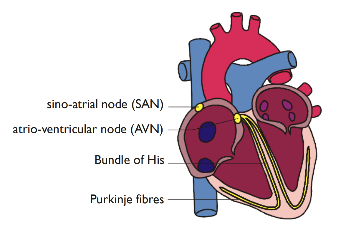 <ol><li><p>The sinoatrial node (SAN) acts as a pacemaker</p></li><li><p>The impulse travels through the heart muscle</p></li><li><p>The atrioventricular node (AVN) delays the transmission of the impulse</p></li><li><p>The impulse travels down the Bundle of His &amp; spreads through the purkyne fibres</p></li><li><p>The ventricles contracts from the apex upwards</p></li></ol><p></p>