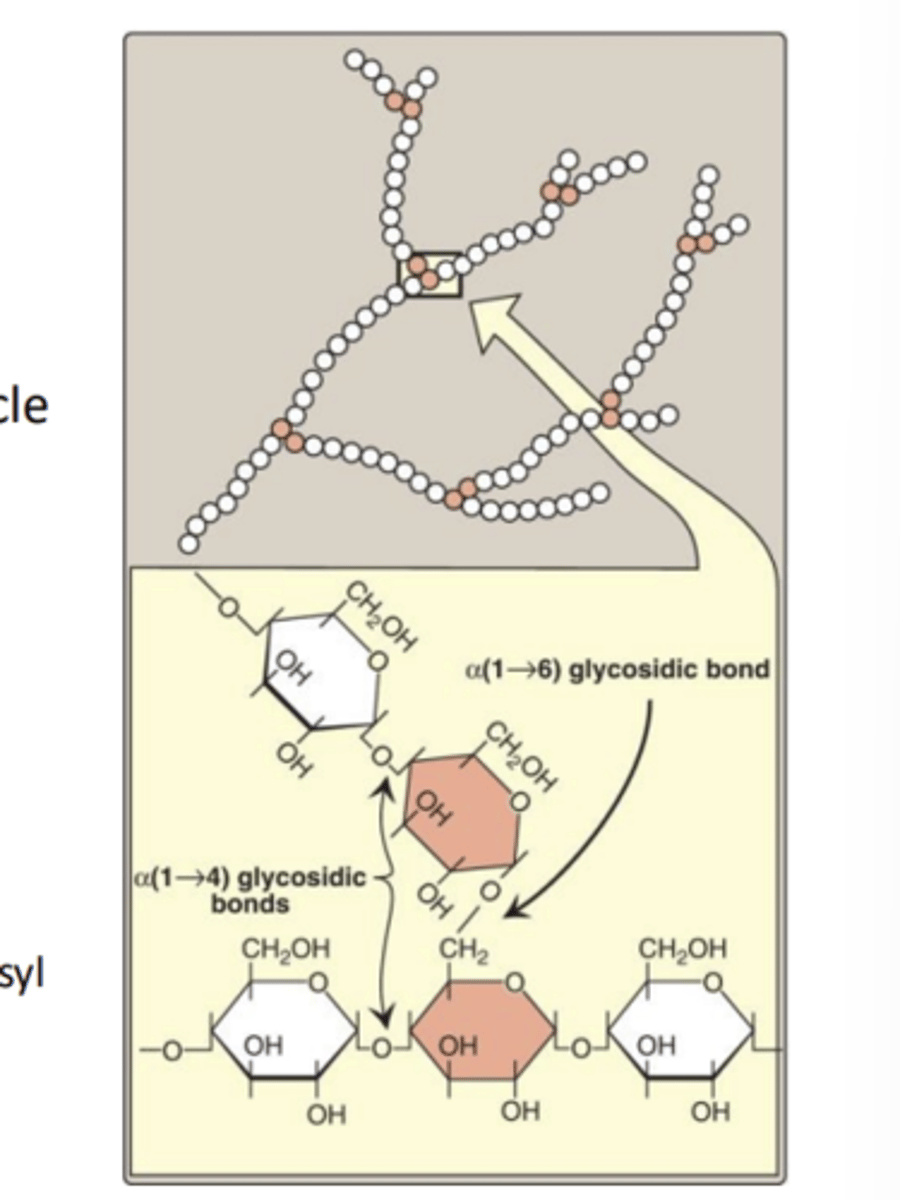<p>An extensively branched glucose storage polysaccharide found in the liver and muscle of animals; the animal equivalent of starch.</p>