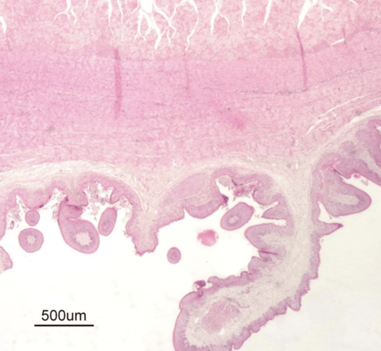 <p>which forestomach? why?</p>